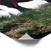 Poster Highland Cattle (Coin)