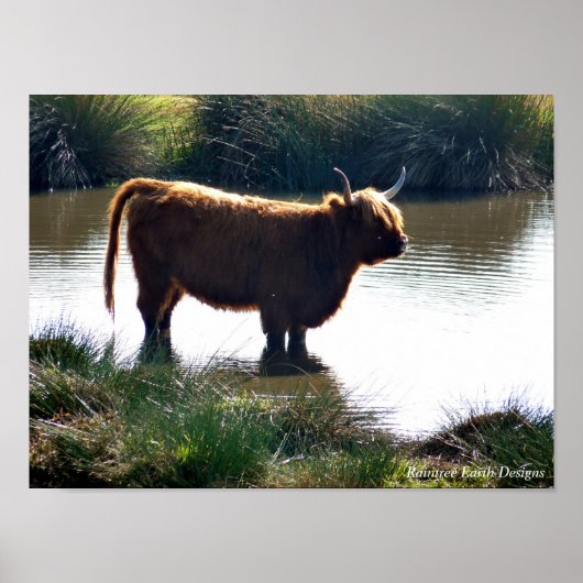 Poster Highland Cattle (Devant)