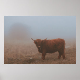 POSTER HIGHLAND CATTTTLE VW