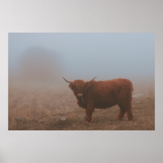 POSTER HIGHLAND CATTTTLE VW (Devant)