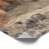 Poster Highland Cow (Coin)