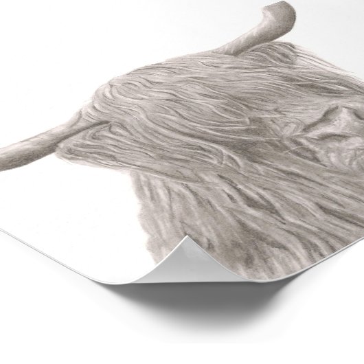 Poster Highland Cow (Coin)