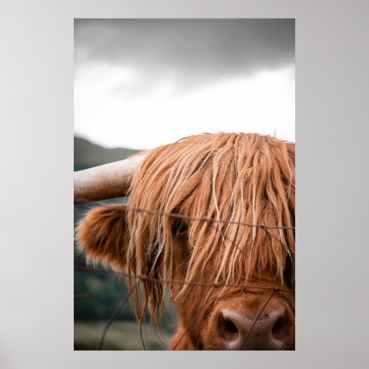 POSTER HIGHLAND KING (Devant)