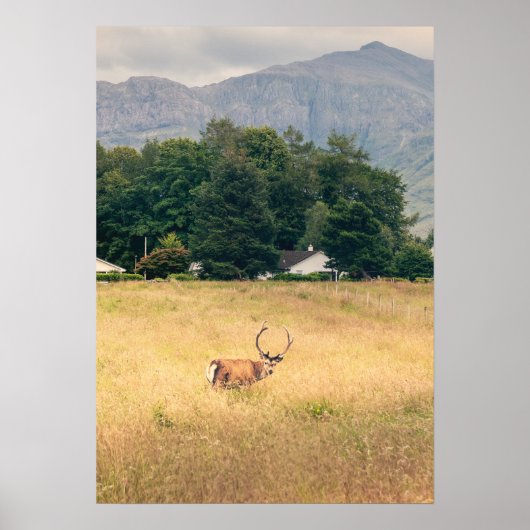 Poster Highland Stag en Écosse (Devant)