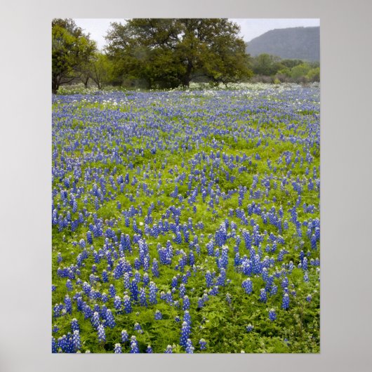 Poster Hill Country, Texas, Bluebonnets et Oak tree (Devant)