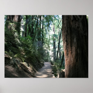 Poster "Hillside Trail", Muir Woods
