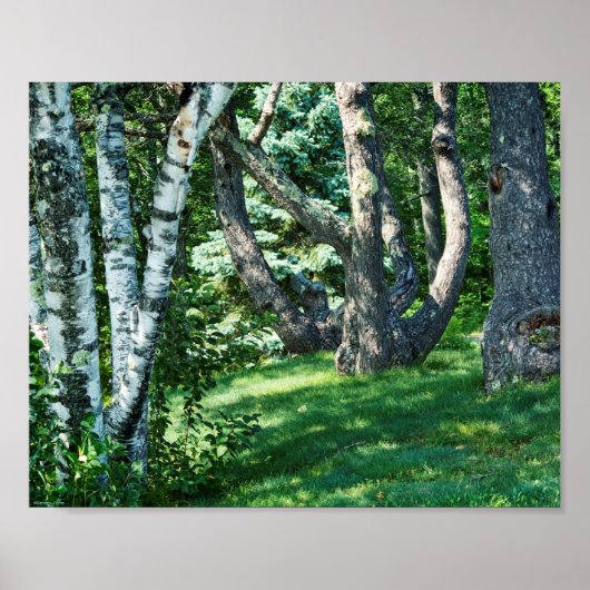 Poster Hillside Trees (Devant)
