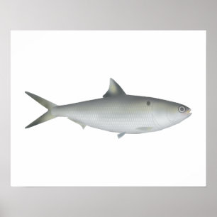 Poster Hilsa Shad