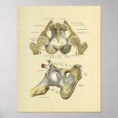 Poster Hip Pelvis Joint Anatomie Bones Imprimer (Devant)