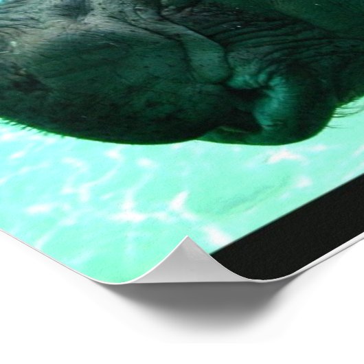 Poster Hippo de natation (Coin)