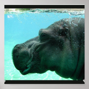 Poster Hippo de natation