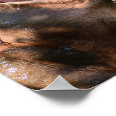 Poster Hippo Splash (Coin)