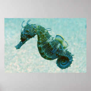 Poster Hippocampe à bec court   Crimée, Russie