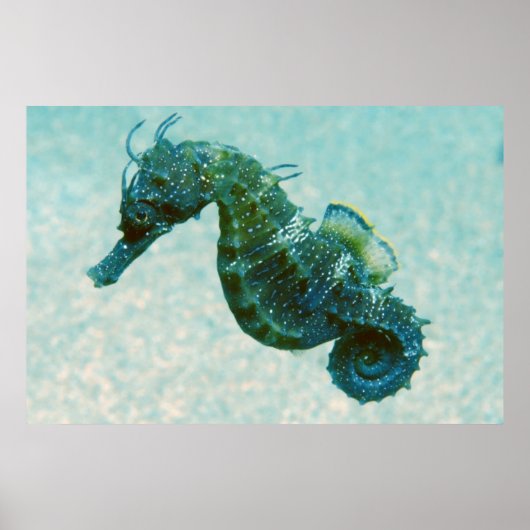 Poster Hippocampe à bec court | Crimée, Russie (Devant)