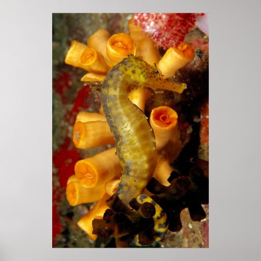 Poster Hippocampe de Thaïlande, gros plan (Devant)
