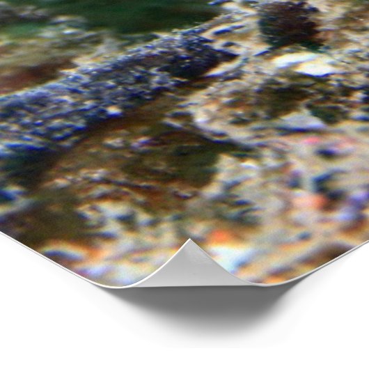 Poster Hippocampe | Hippocampus Ramulosus (Coin)