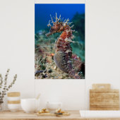 Poster Hippocampe | Hippocampus Ramulosus (Cuisine)