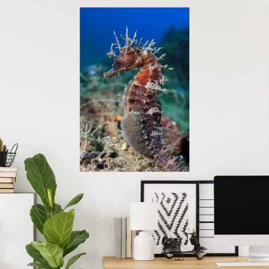 Poster Hippocampe | Hippocampus Ramulosus (Bureau à domicile)
