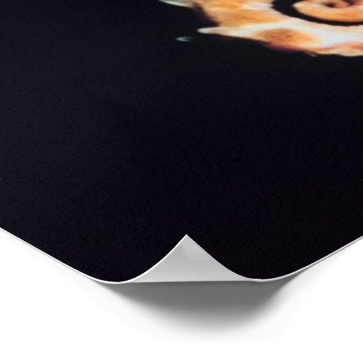 Poster Hippocampe - Hippocampus sp. (Coin)