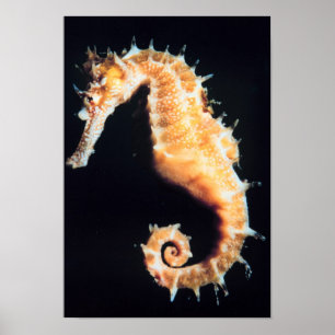 Poster Hippocampe - Hippocampus sp.