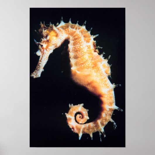 Poster Hippocampe - Hippocampus sp. (Devant)