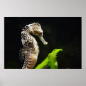 Poster Hippocampus (Devant)