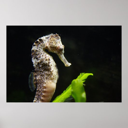 Poster Hippocampus (Devant)