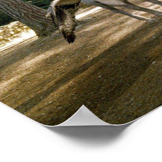 Poster Hippogriff (Coin)