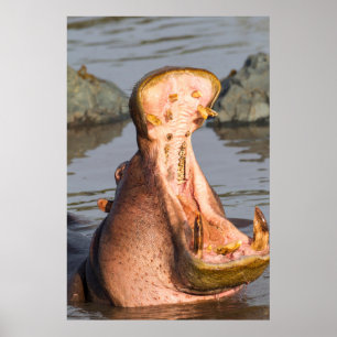 Poster Hippopotame bâillant, Tanzanie