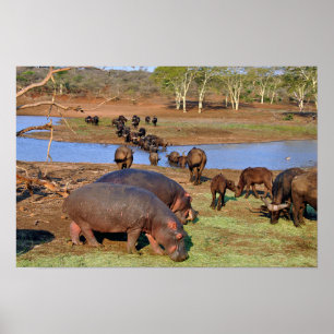 Poster Hippopotame hippo Lac Sainte-Lucie Wetland Park