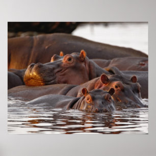 Poster Hippopotame, Hippopotamus amphibius, Lac