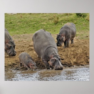 Poster Hippopotame, Hippopotamus amphibius, Serengeti