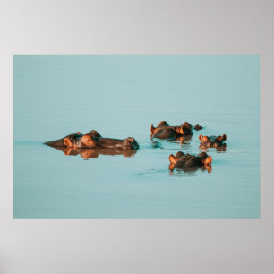 POSTER HIPPOPOTAMES DE NATATION