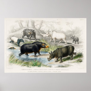 Poster Hippopotamus, Indian Rhinoceros, Muchoco...