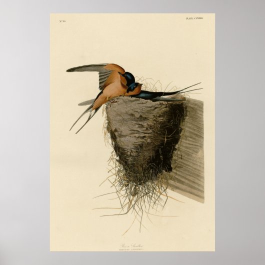 Poster Hirondelle à la grange (Devant)