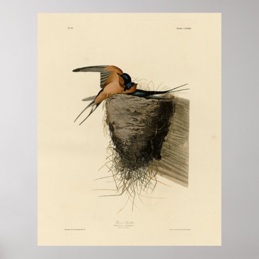Poster Hirondelle de grange des oiseaux d'Amérique d'Audu (Devant)