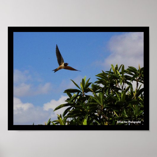 Poster Hirondelle Rustique Ailes Ouvertes (Devant)