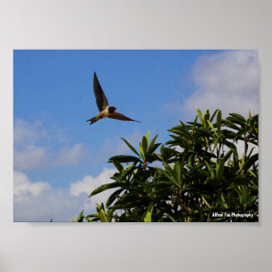 Poster Hirondelle Rustique Ailes Ouvertes
