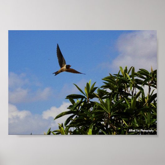 Poster Hirondelle Rustique Ailes Ouvertes (Devant)