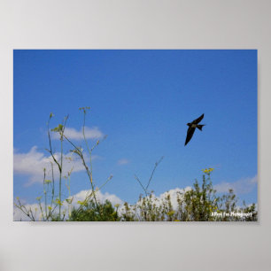 Poster Hirondelle rustique en vol
