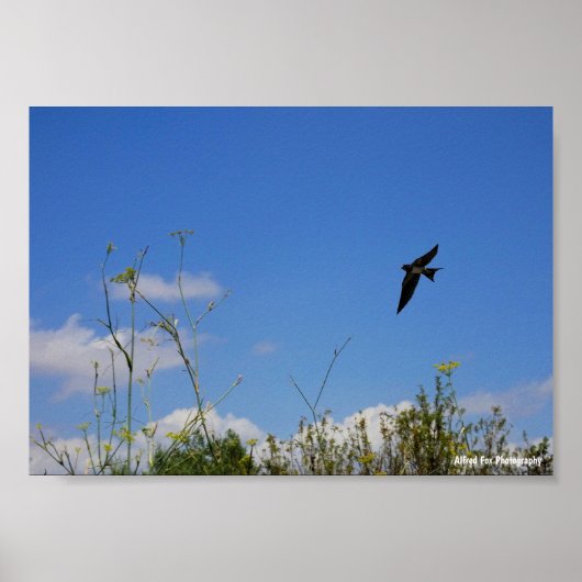 Poster Hirondelle rustique en vol (Devant)
