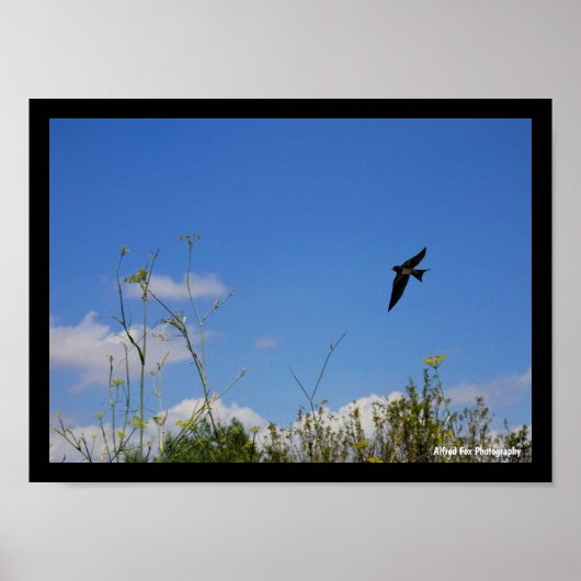 Poster Hirondelle rustique en vol (Devant)