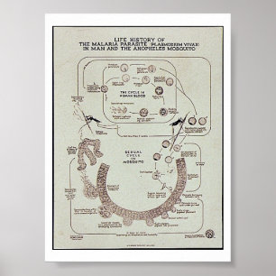 Poster Histoire de vie du parasite de malaria Plasmodiume