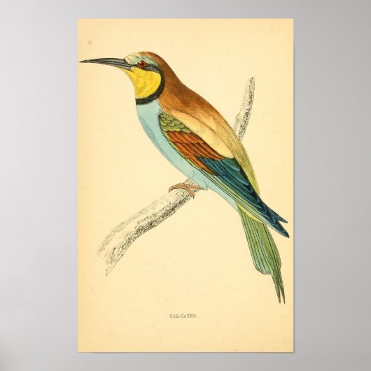 Poster Histoire des oiseaux britanniques 1863 BEE-EATER (Devant)