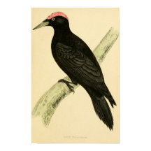 Histoire des oiseaux britanniques 1863 BLACK WOODP