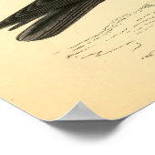 Poster Histoire des oiseaux britanniques 1863 COUGH (Coin)