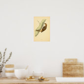 Poster Histoire des oiseaux britanniques 1863 CREEPER (Cuisine)