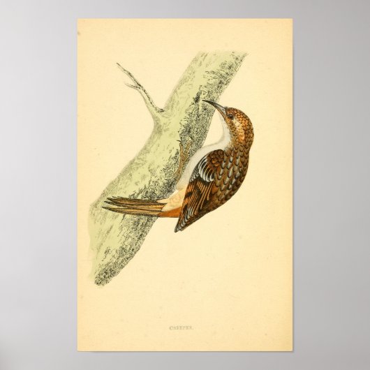 Poster Histoire des oiseaux britanniques 1863 CREEPER (Devant)