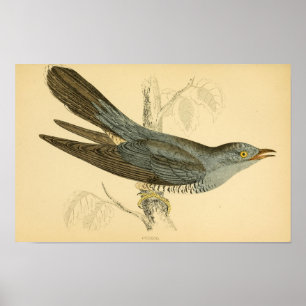 Poster Histoire des oiseaux britanniques 1863 CUCKOO