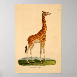 Poster Histoire naturelle de girafe d'impression animal
